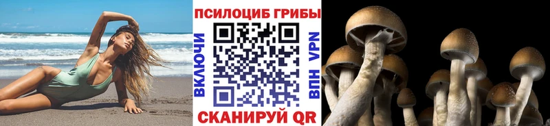 Псилоцибиновые грибы Psilocybe  Судогда 